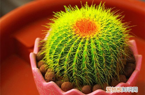 图 仙人球怎么种植 仙人球种植方法和注意事项