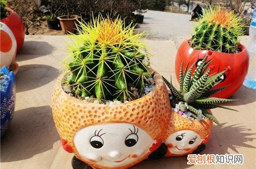 图 仙人球怎么种植 仙人球种植方法和注意事项