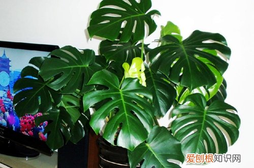 图 龟背竹如何施肥 龟背竹施什么肥最好