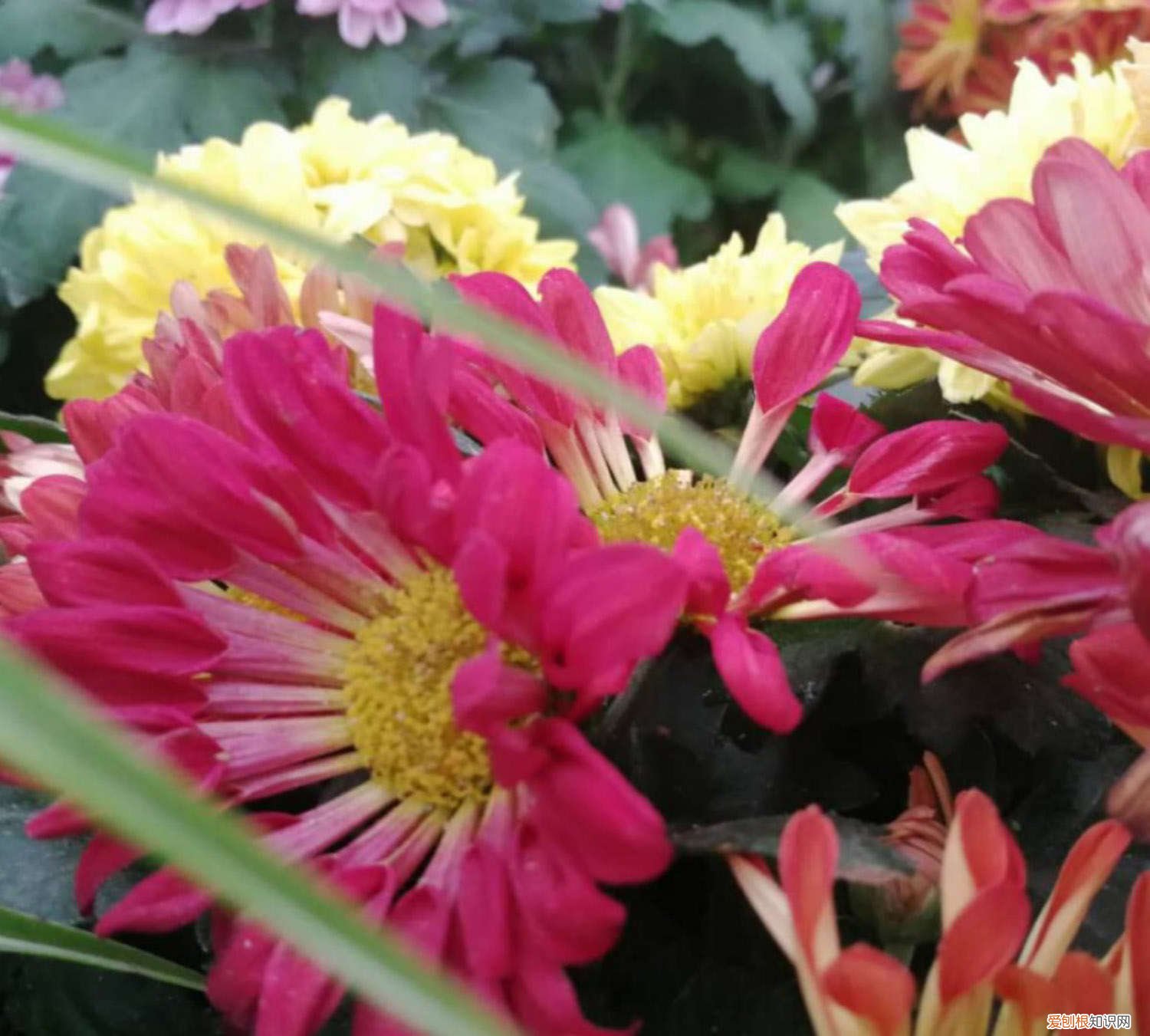 瓜叶菊扦插注意事项 多头菊扦插方法,冬天可以扦插吗