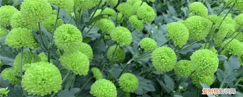 多头菊好养吗 多头菊耐寒吗,怎么过冬