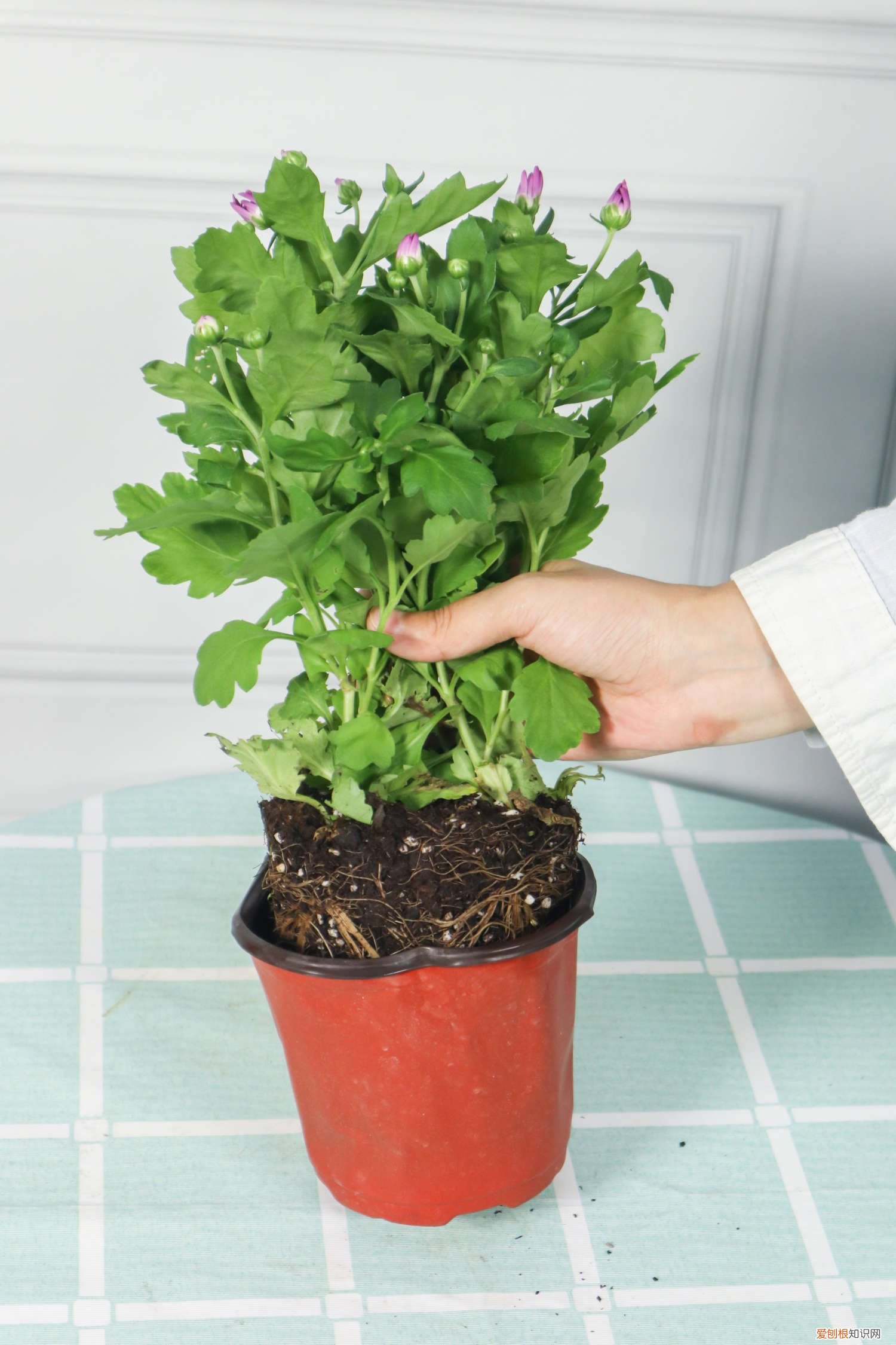 多头菊好养吗 多头菊耐寒吗,怎么过冬