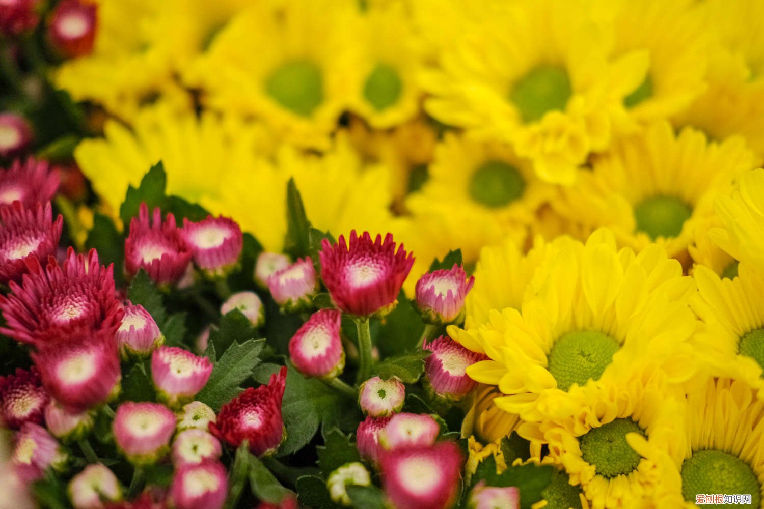 多头菊好养吗 多头菊耐寒吗,怎么过冬