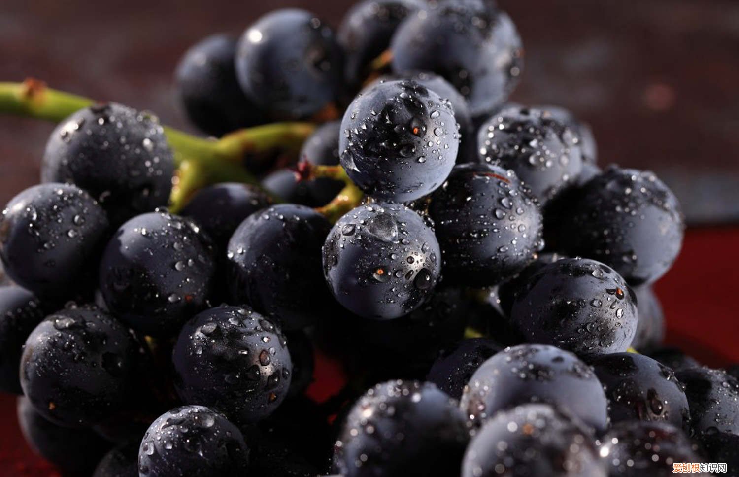 在北方葡萄树怎么过冬冬 北方葡萄如何过冬,过冬注意事项