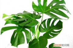 图 龟背竹什么时候换盆好 龟背竹怎样换盆、有哪些注意事项