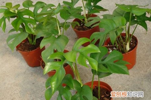 图 龟背竹什么时候换盆好 龟背竹怎样换盆、有哪些注意事项