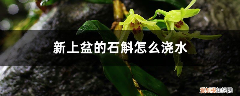 刚种的石斛可以浇水吗 新上盆的石斛怎么浇水,浇水可以泡盆吗