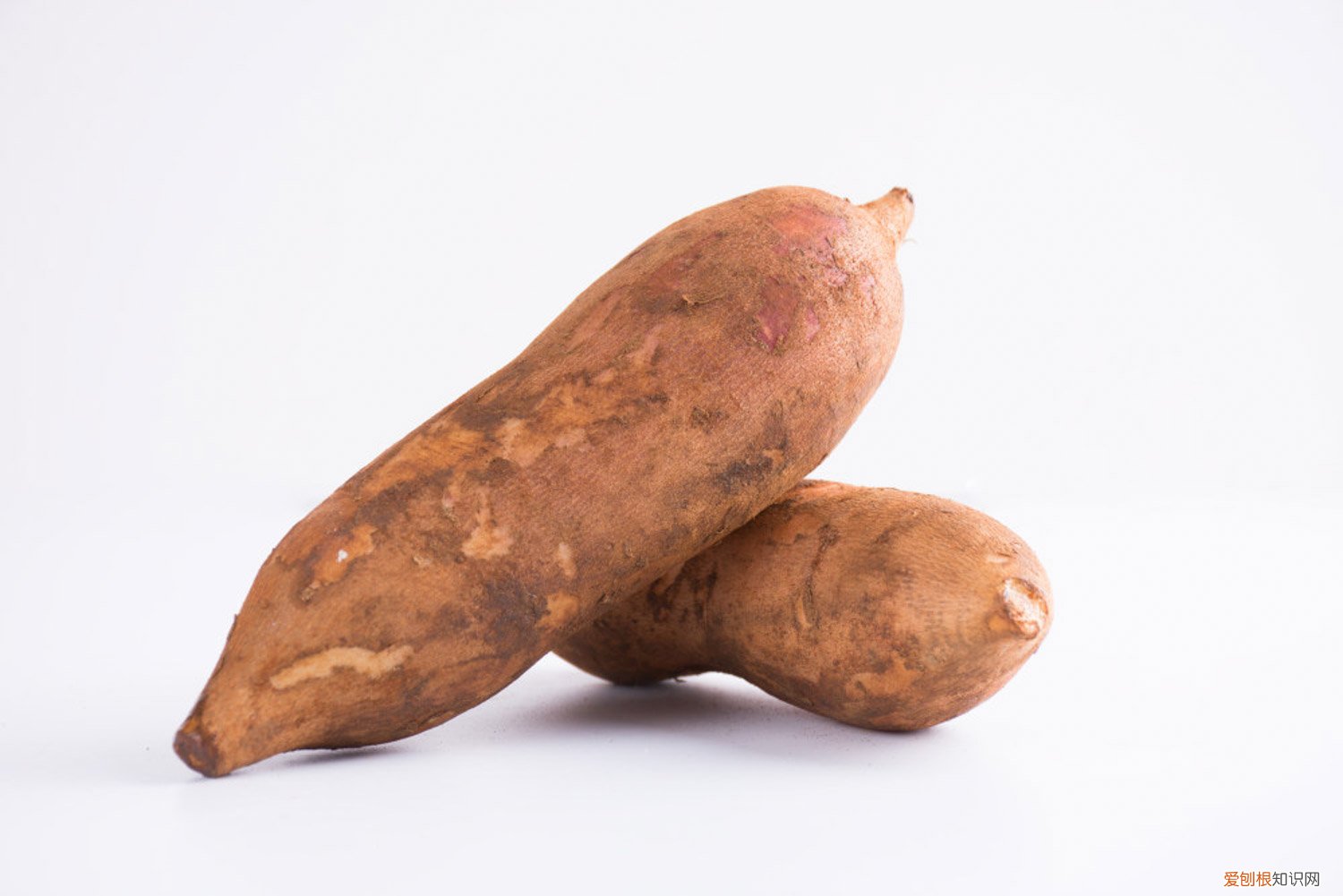 雪莲果什么时候种植?雪莲果怎么种植? 雪莲果适合什么季节种植，怎么种植育苗