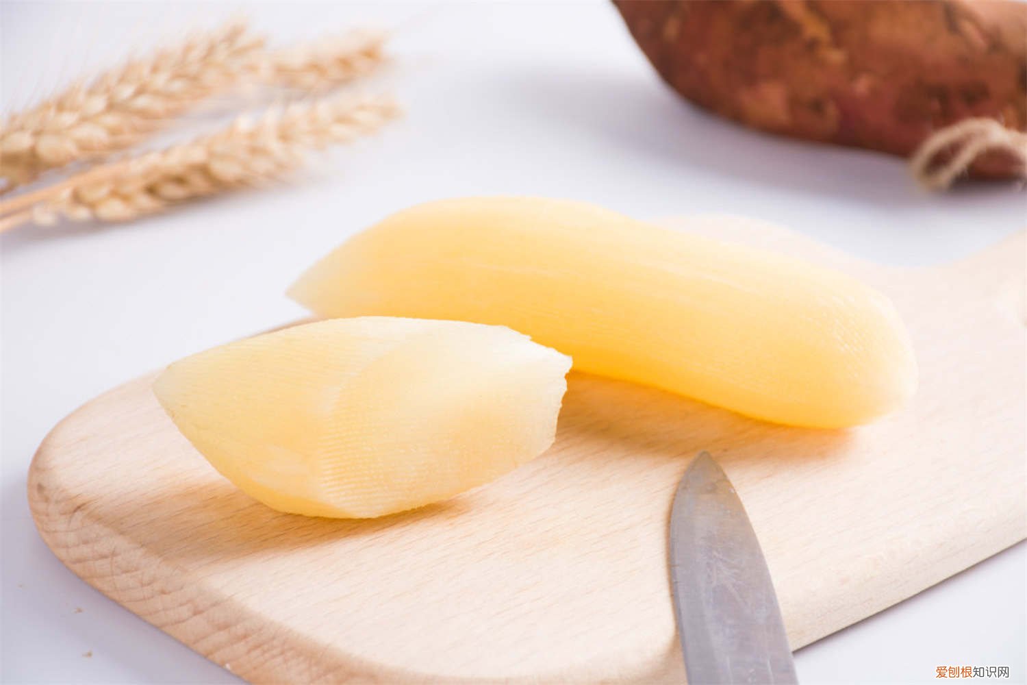 雪莲果什么时候种植?雪莲果怎么种植? 雪莲果适合什么季节种植，怎么种植育苗