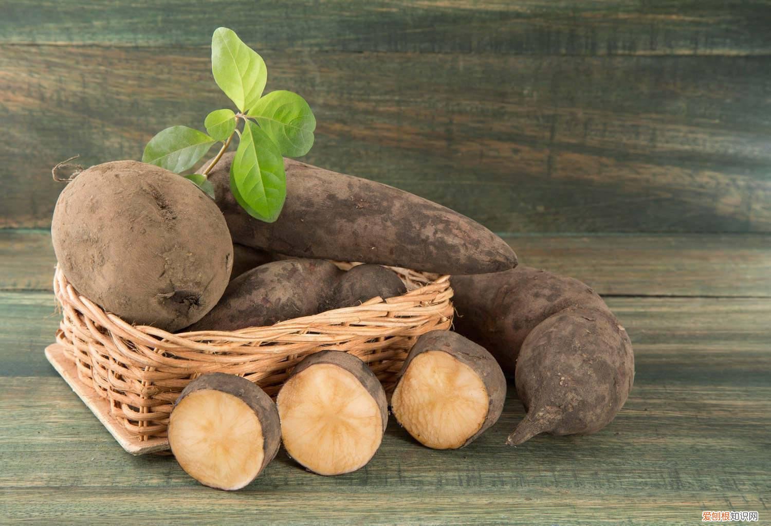 雪莲果的果实怎么才能发芽 雪莲果能当种子种吗，发芽了可以种吗