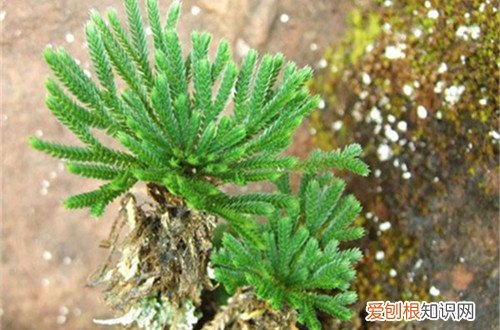 图 万年松怎么养 万年松的养殖方法和注意事项