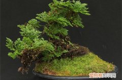 图 万年松怎么养 万年松的养殖方法和注意事项