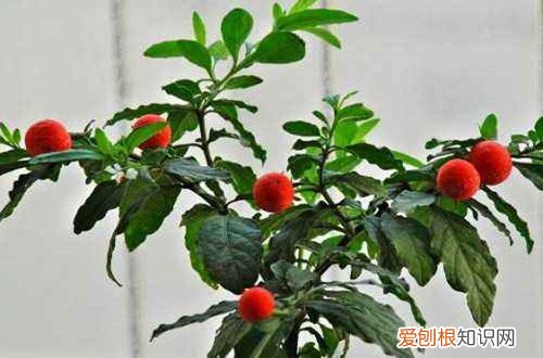 图 珊瑚豆怎么越冬 珊瑚豆冬天养殖方法和注意事项