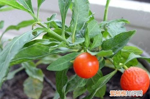 图 珊瑚豆怎么越冬 珊瑚豆冬天养殖方法和注意事项