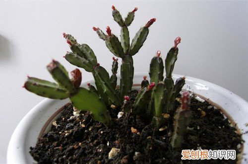 图 落花之舞用什么土 怎么施肥