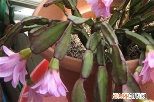 图 落花之舞用什么土 怎么施肥