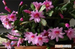 图 落花之舞用什么土 怎么施肥