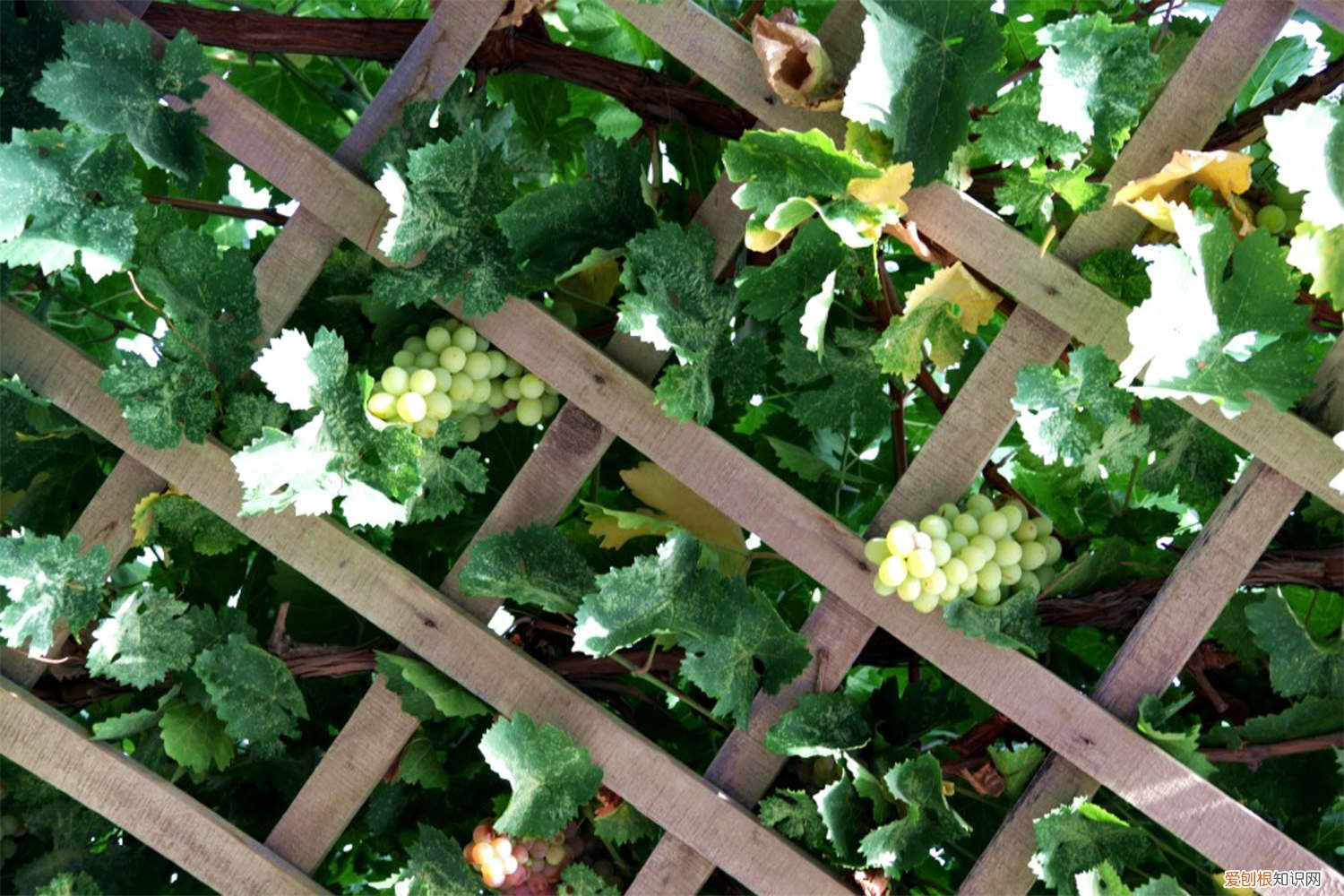 北方葡萄冬季怎么剪枝才好 北方葡萄怎么剪枝，冬季修剪时间