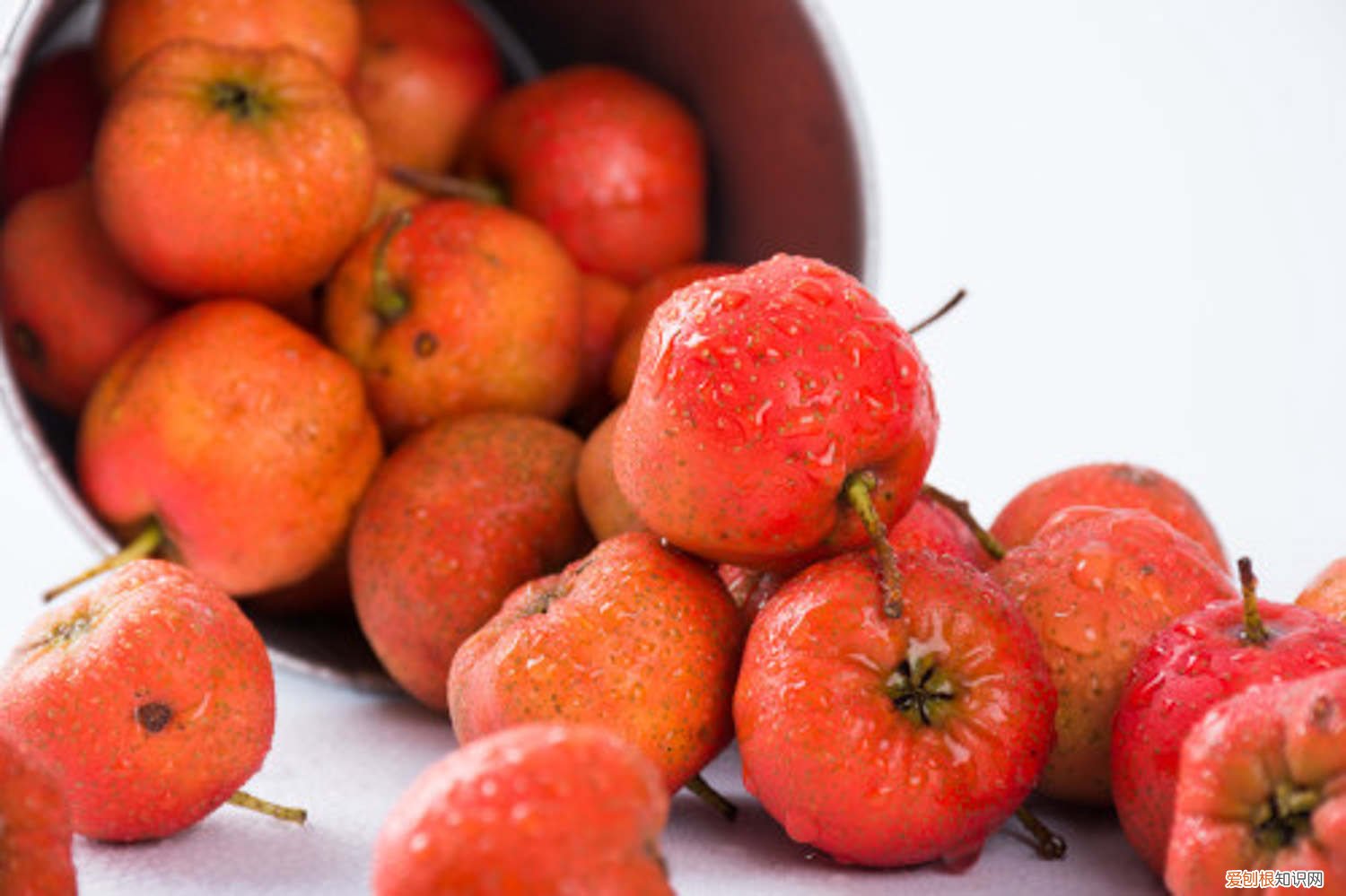 山楂树苗什么时候栽 山楂树什么时候移栽，山楂树怎么移栽