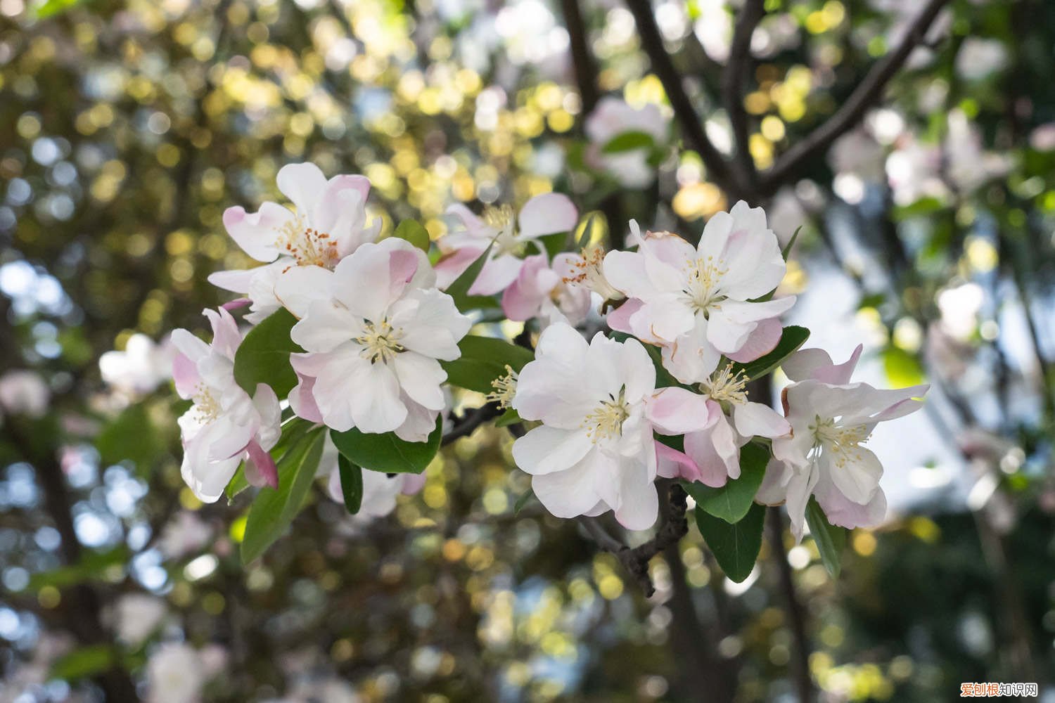 海棠喜欢水浇多还是少 海棠浇水的正确方法，浇水过少的表现