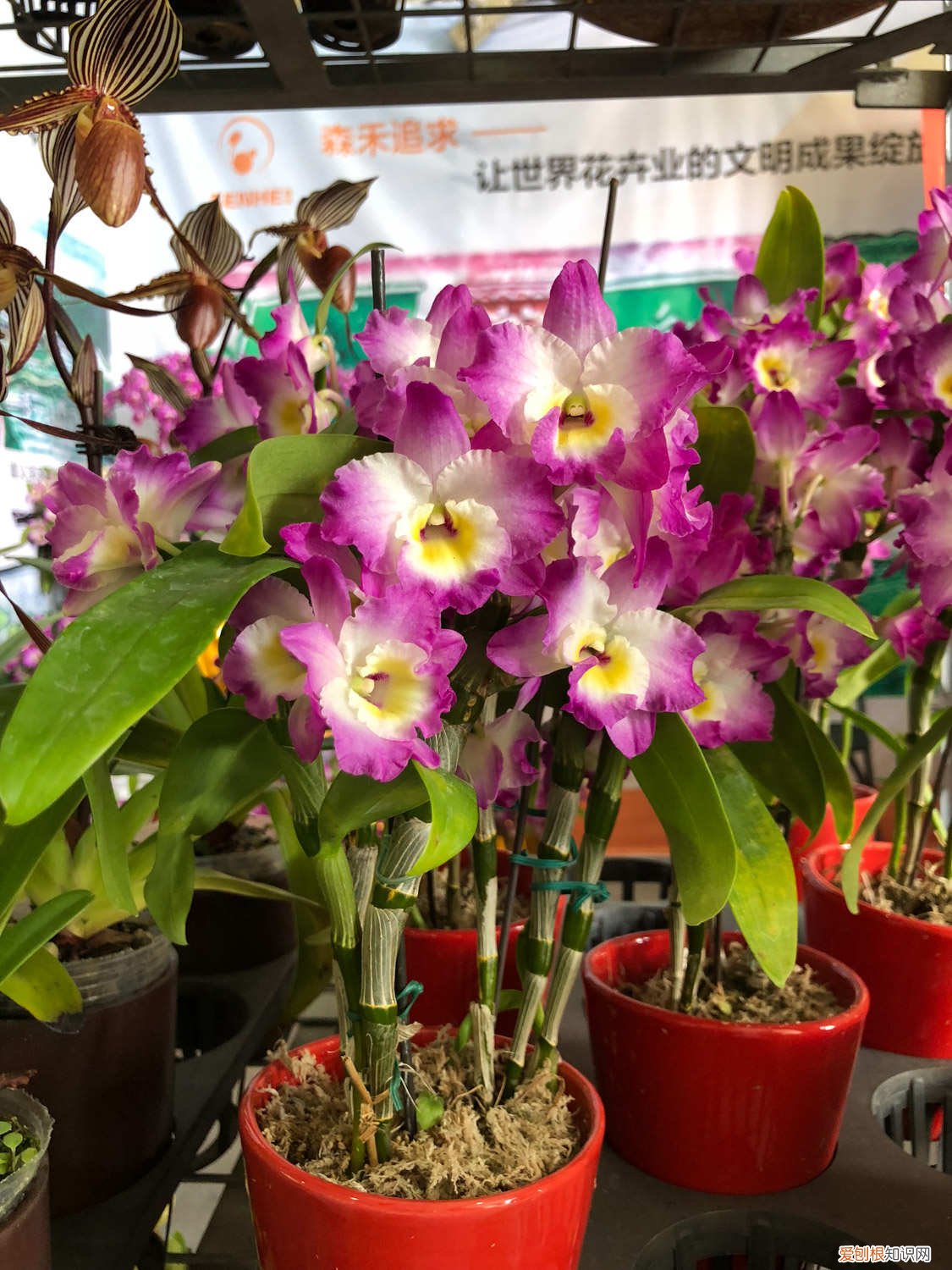 北方石斛的栽培技术和方法 家庭如何种植石斛，在北方怎么过冬