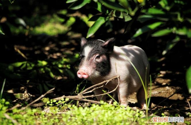 迷你香猪在哪里买