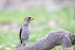 黑头蜡嘴雀吃什么，黑头蜡嘴雀吃什么食视频告诉我