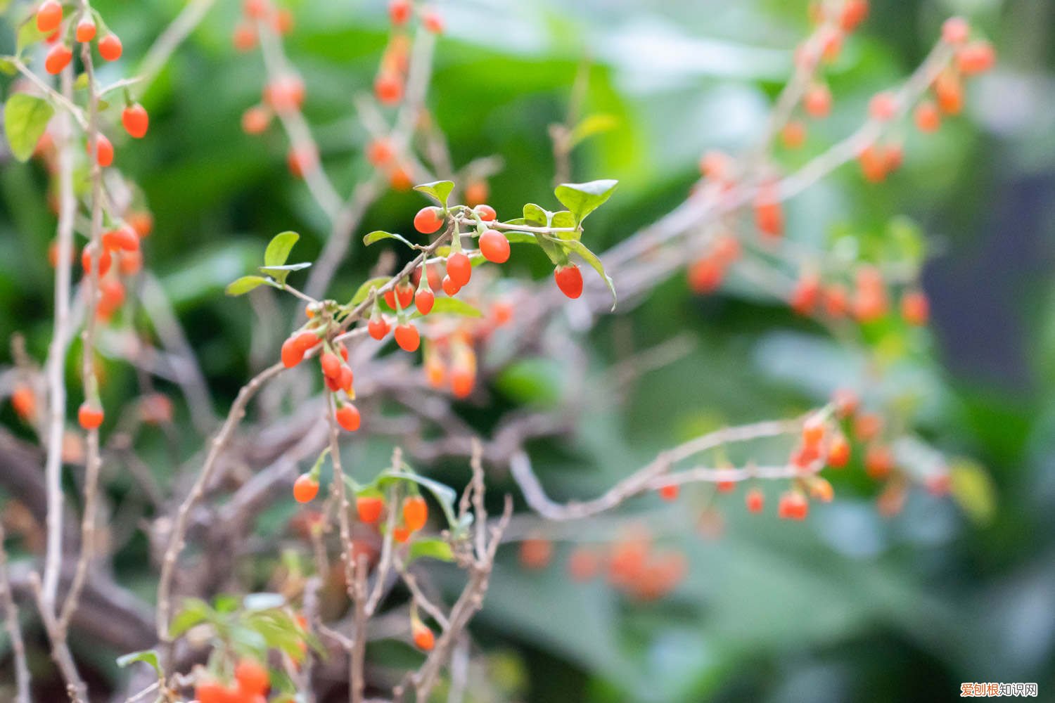 枸杞苗几年能长成树 枸杞树苗怎么种植，几年结果