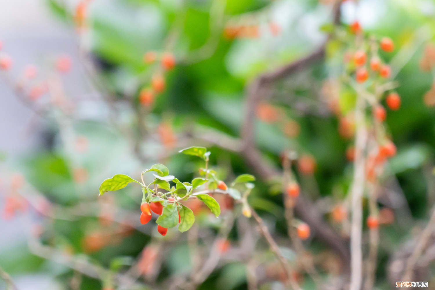 枸杞苗几年能长成树 枸杞树苗怎么种植，几年结果