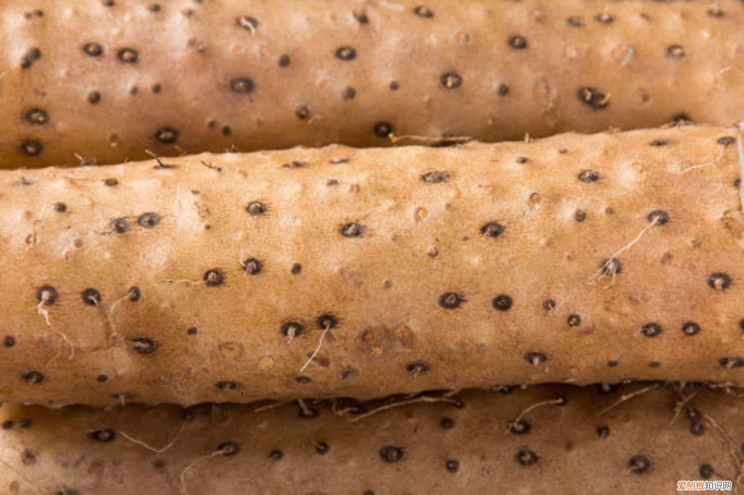 山药一年收几茬 山药什么时候收获，山药是一年一收吗