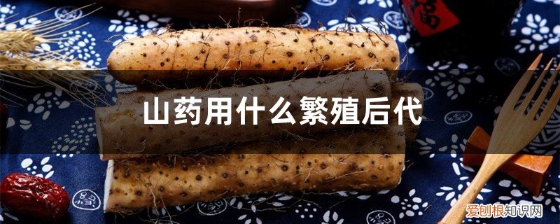 山药怎么繁殖?山药的繁殖技术 山药用什么繁殖后代,山药在家的种植方法