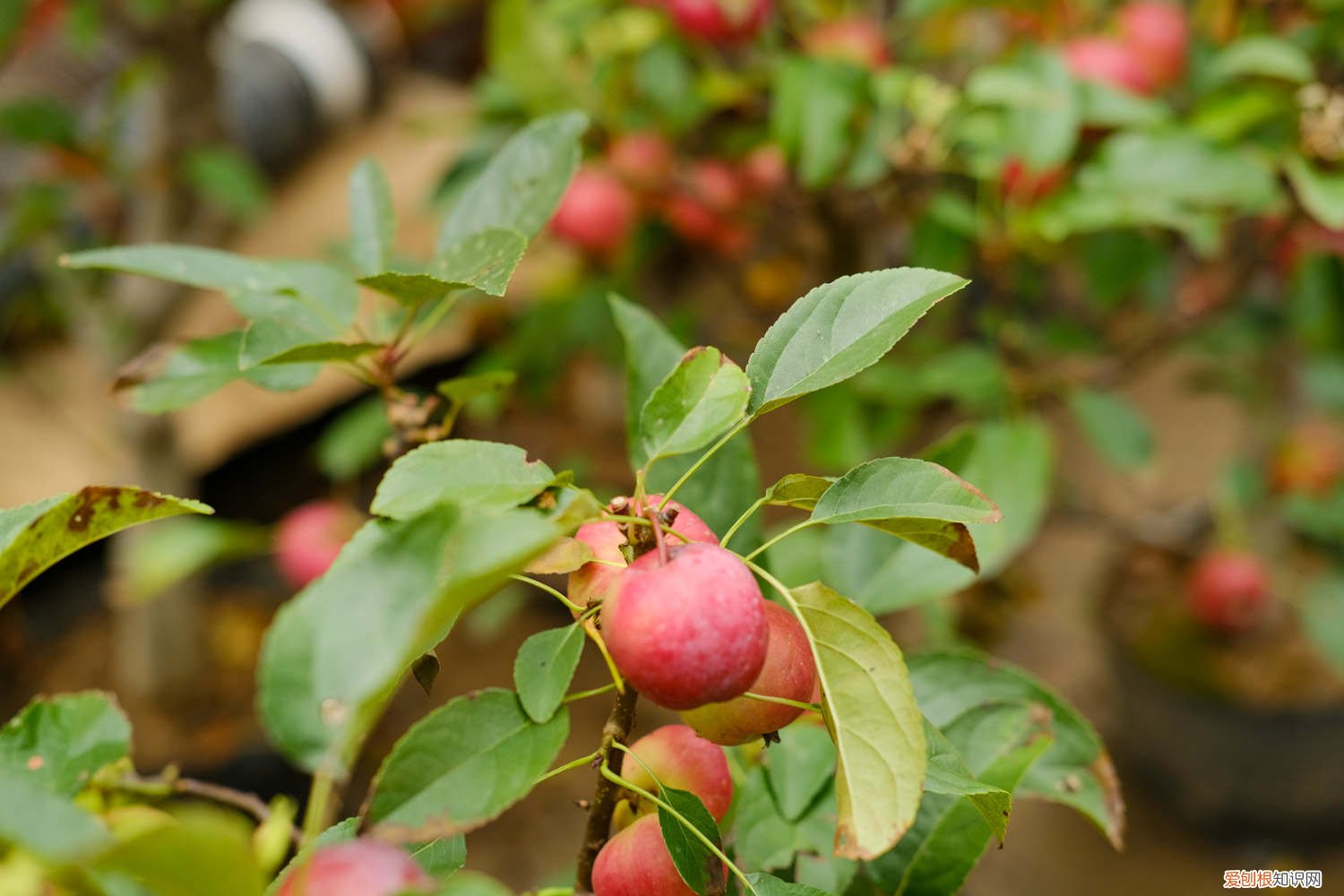 海棠花期如何浇水 海棠上盆以后什么时候浇水，浇水过多怎么办