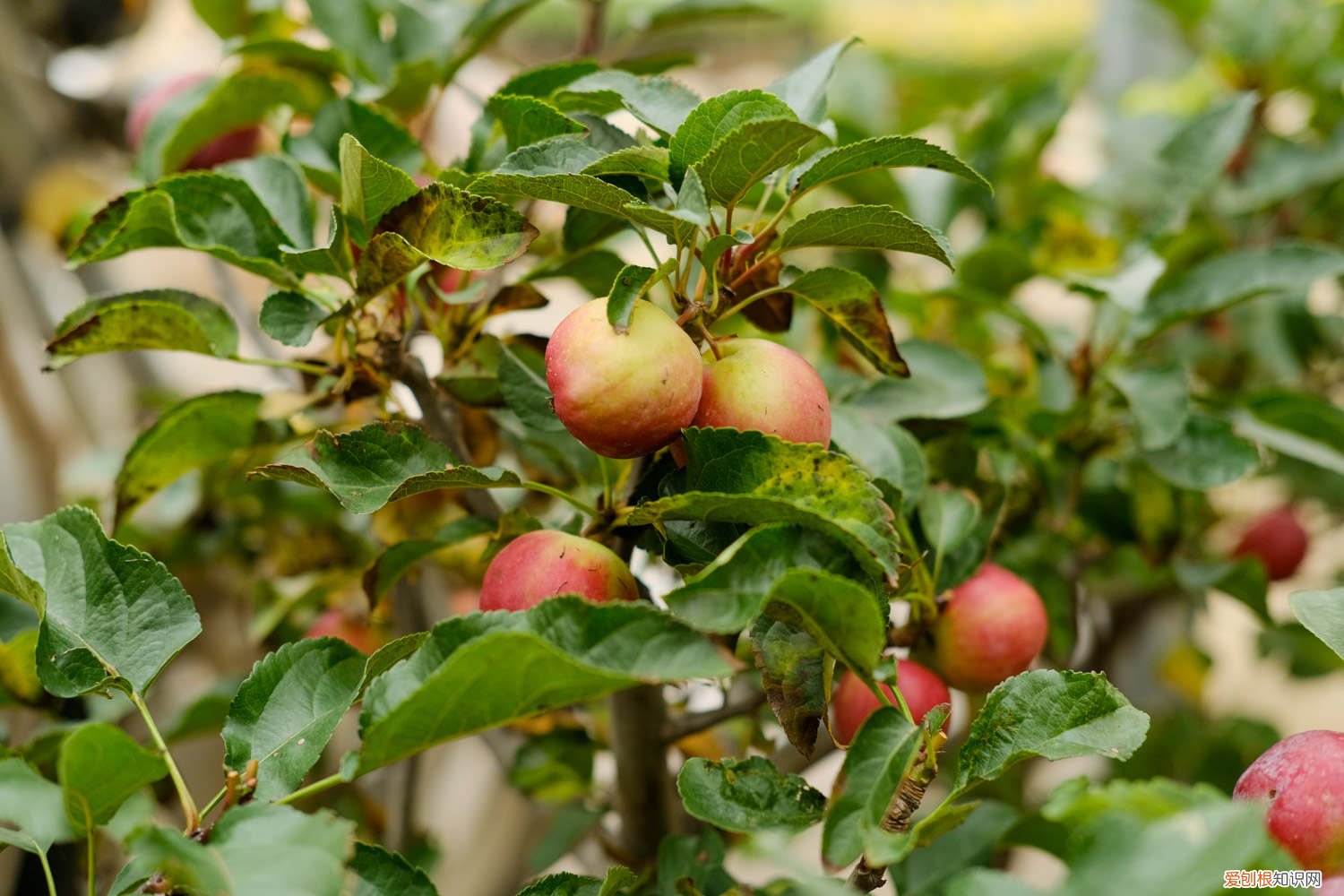 海棠花期如何浇水 海棠上盆以后什么时候浇水，浇水过多怎么办