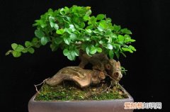 图 雀梅小盆景怎么浇水 几天浇一次水