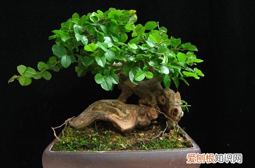 图 雀梅小盆景怎么浇水 几天浇一次水