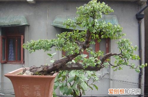 图 雀梅小盆景怎么浇水 几天浇一次水