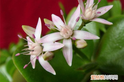 图 玉树多久会开花 玉树怎么养才能开花