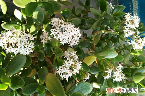 图 玉树多久会开花 玉树怎么养才能开花