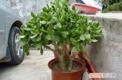 图 玉树多久会开花 玉树怎么养才能开花