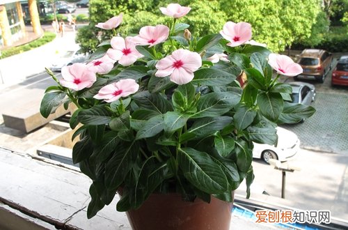 图 五叶梅怎么养 五叶梅的养殖方法和注意事项