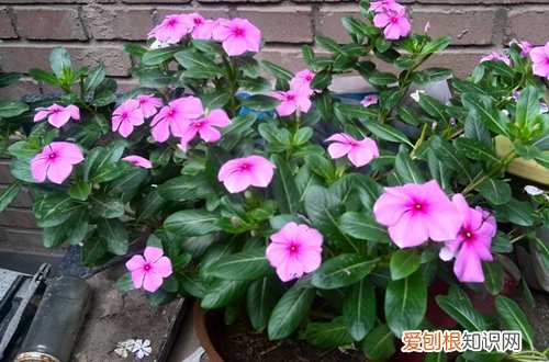 图 五叶梅怎么养 五叶梅的养殖方法和注意事项