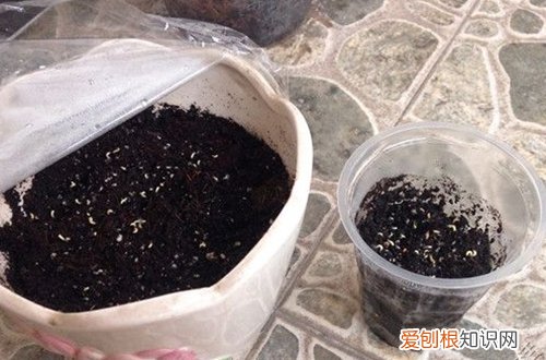 图 五叶梅怎么养 五叶梅的养殖方法和注意事项