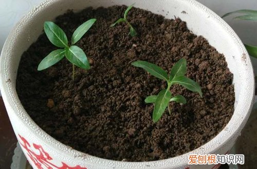 图 五叶梅怎么养 五叶梅的养殖方法和注意事项