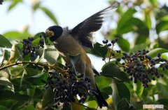 野生黑尾蜡嘴雀吃什么，黑尾蜡嘴雀喂什么最好
