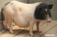 香猪拉稀怎么回事，香猪拉稀怎么回事啊