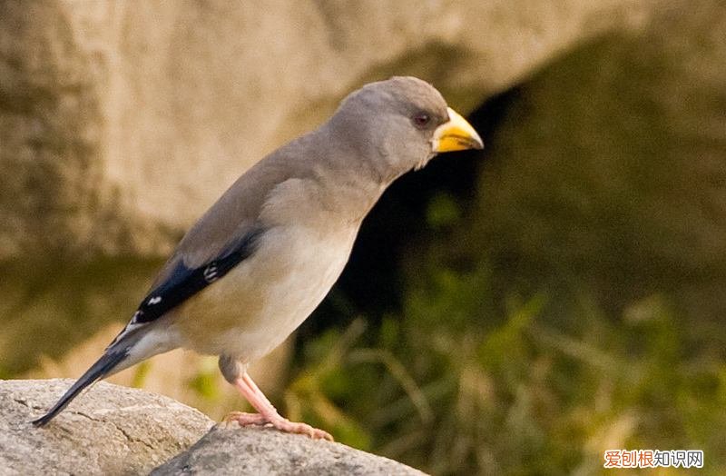 腊蜡嘴雀吃什么水果，腊蜡嘴雀吃什么水果最好