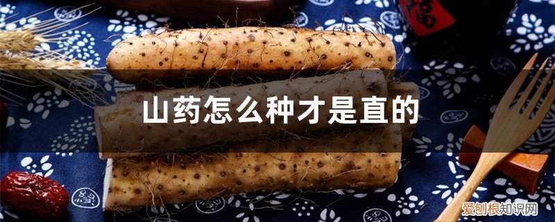 山药怎么生长是横着长 山药怎么种才是直的,山药怎么种长得大