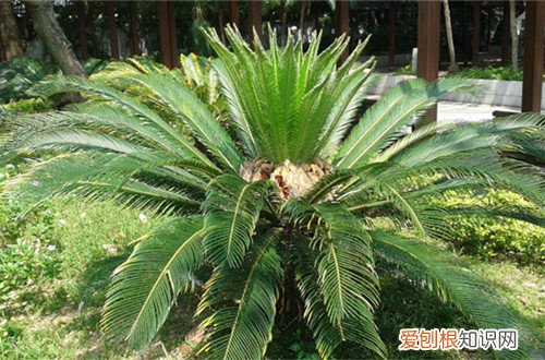 图 铁树怎么养殖长的快 怎样使铁树长的快