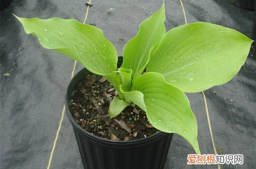 图 冬天养什么花不怕冻 什么花冬天冻不死