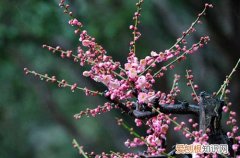 图 冬天养什么花不怕冻 什么花冬天冻不死